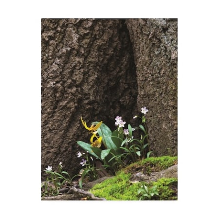 Kurt Shaffer Photographs 'Wildflower Scene At The Base Of A Tree' Canvas Art,35x47